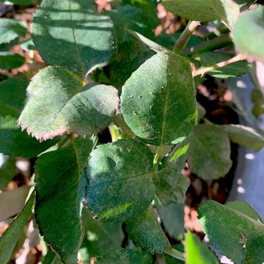 早春植物病虫害预防指南：5种常见病虫害识别与防治全攻略