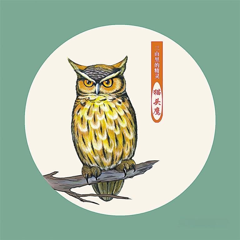 三山里的精灵(17) 猫头鹰：六盘山上“夜行侠”