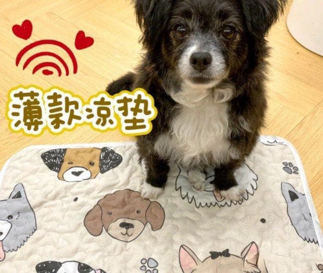 夏季宠物垫选购指南：冰垫、凉席还是薄凉垫？