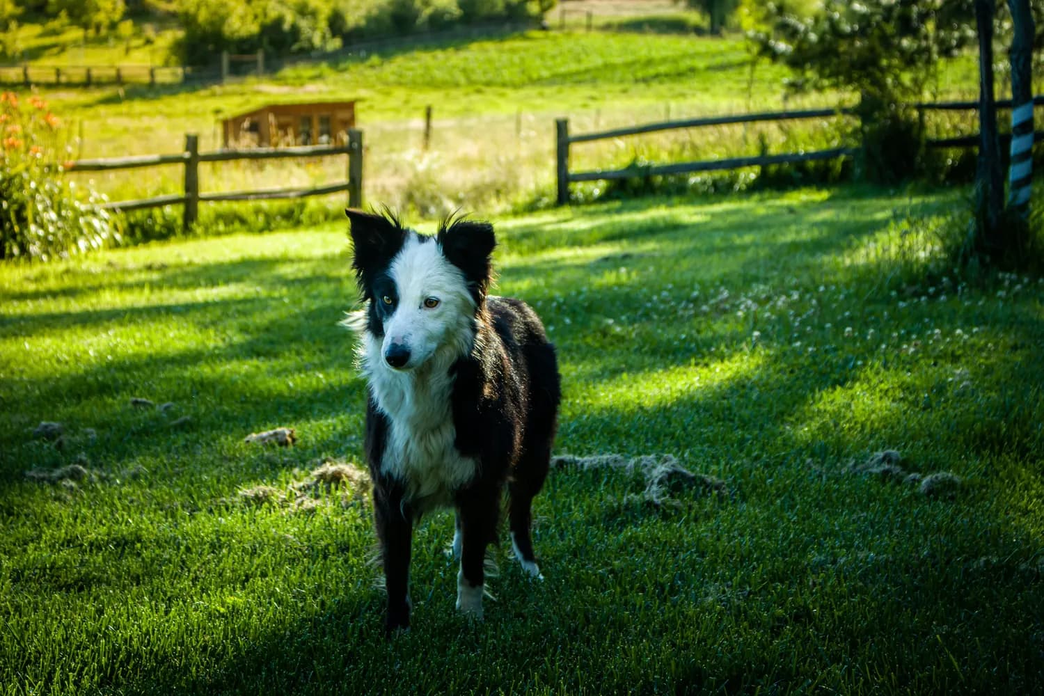 苏格兰边境上的“神犬”：边牧的文化故事