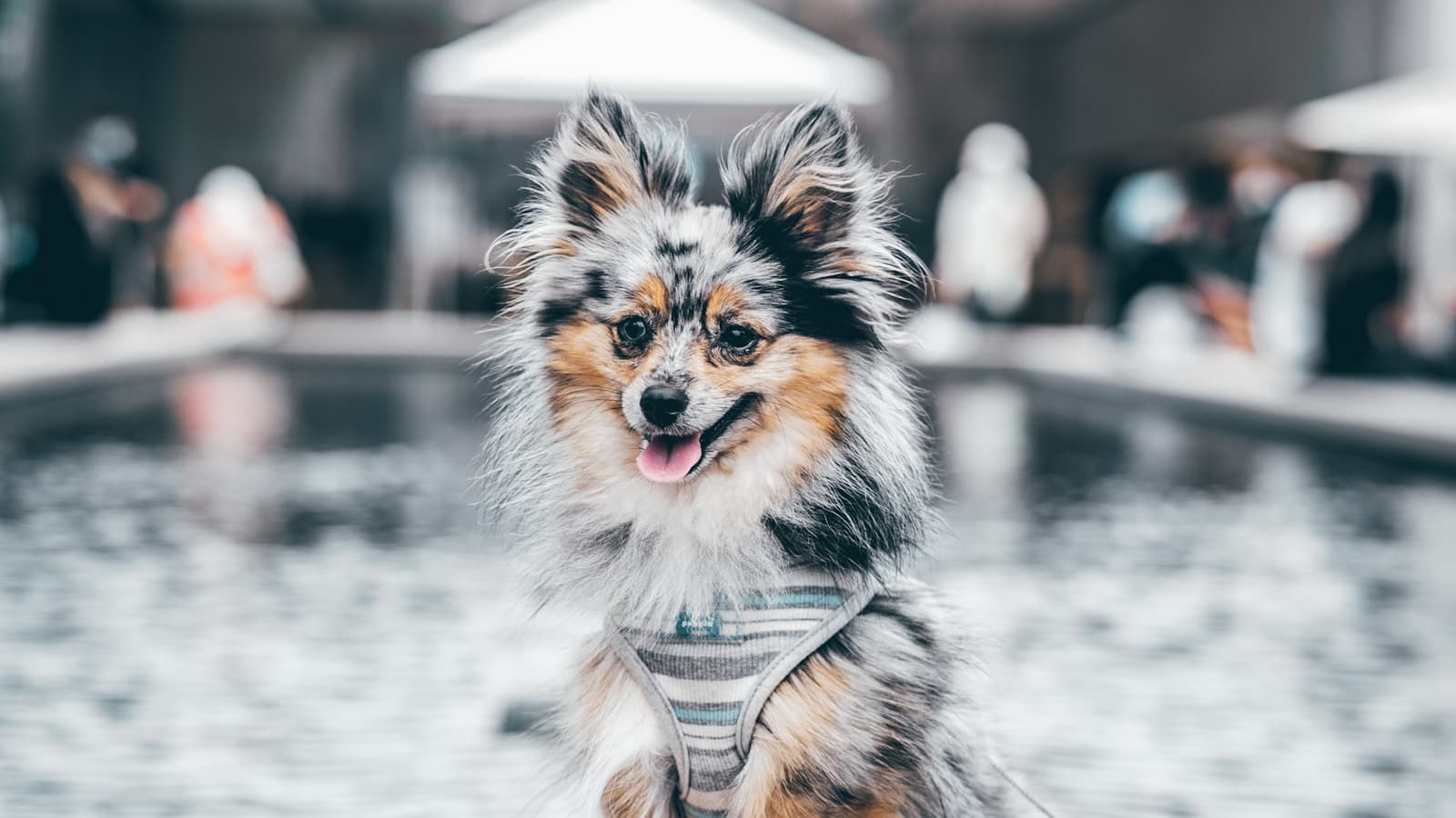 博美犬有哪些品种