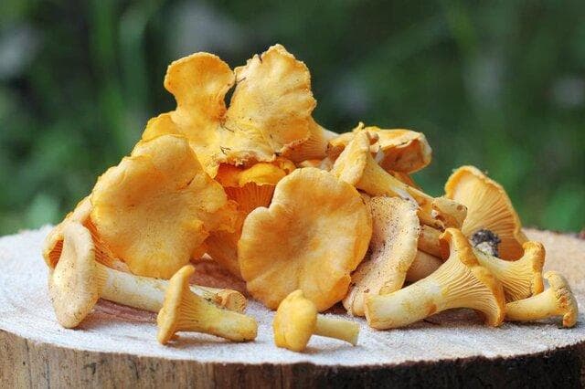 鸡油菌：一种美味又营养的食用菌