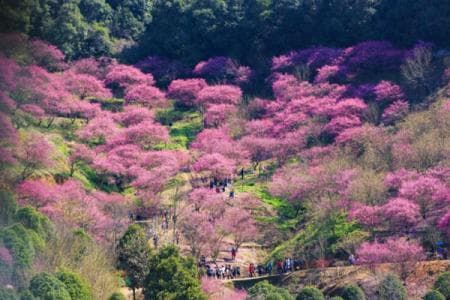香雪海景区游玩攻略：门票、交通、住宿全攻略