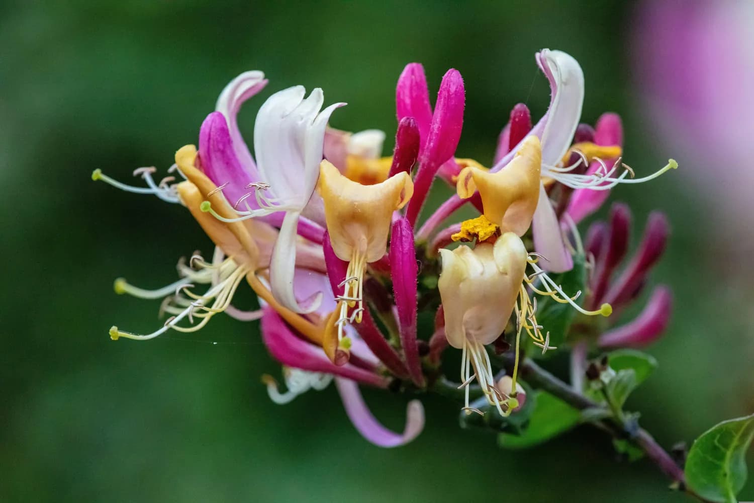 南京大学研究证实：金银花茶可有效预防甲流