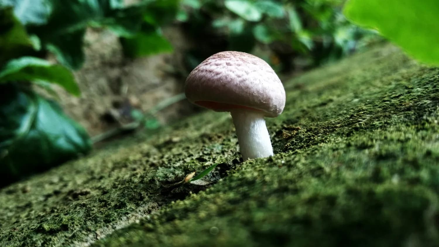 洛克王国：揭秘神秘小蘑菇的魔法世界