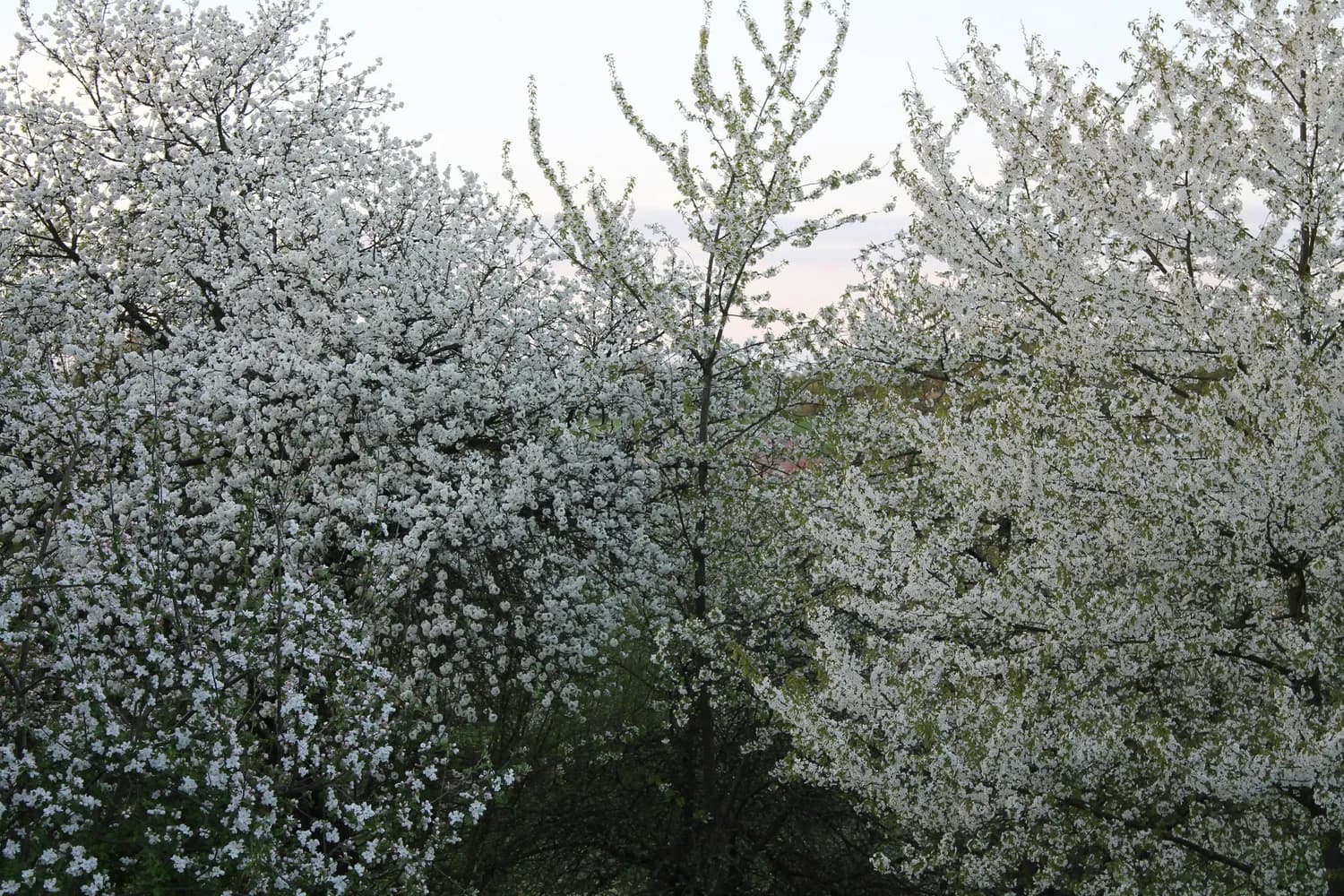《山楂花》歌词解读：一句“碎成粉末”背后的爱情观