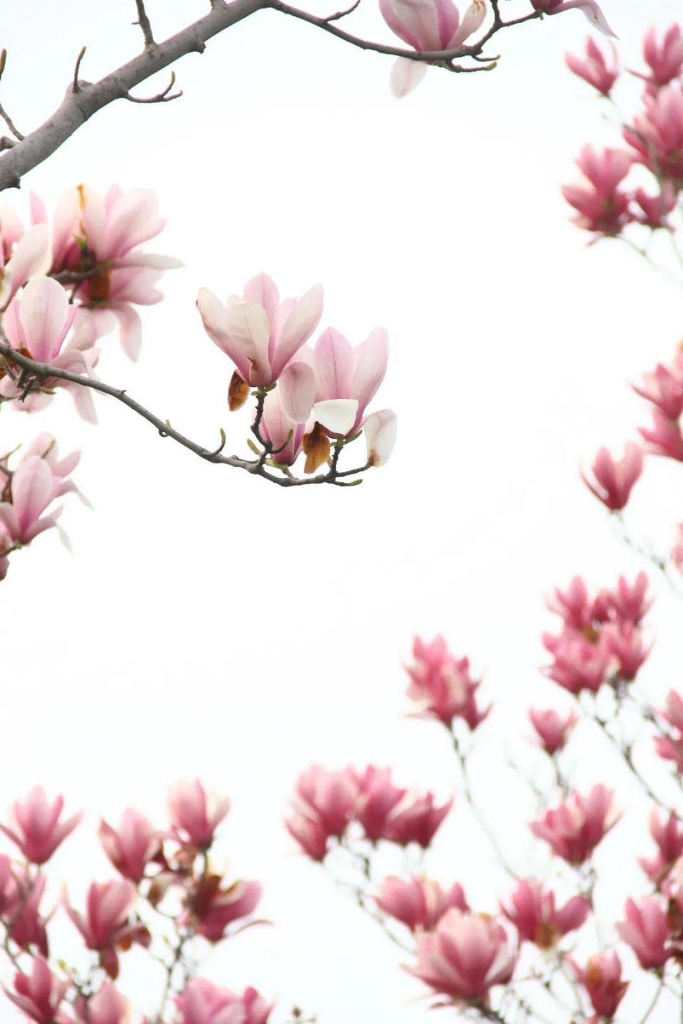 郑州2025年春季赏花时间表出炉！3月到5月，这些地方花开正艳