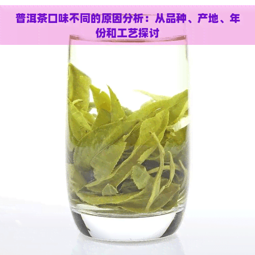 普洱茶口味不同的原因分析：从品种、产地、年份和工艺探讨