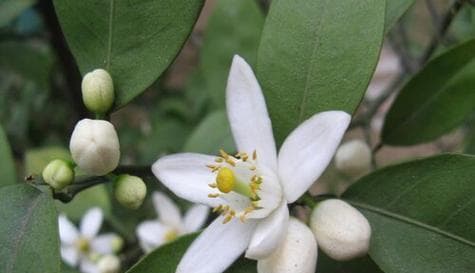牡丹花是单性花吗？——解析牡丹花的性别特征