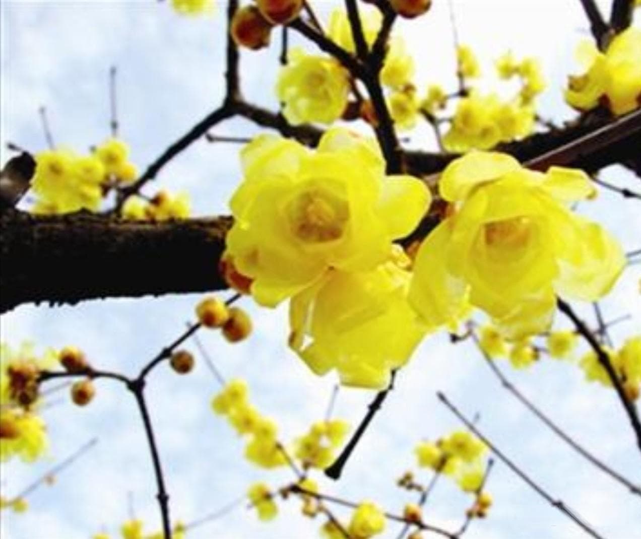 腊梅：凌寒绽放的冬季花卉，兼具观赏与文化价值