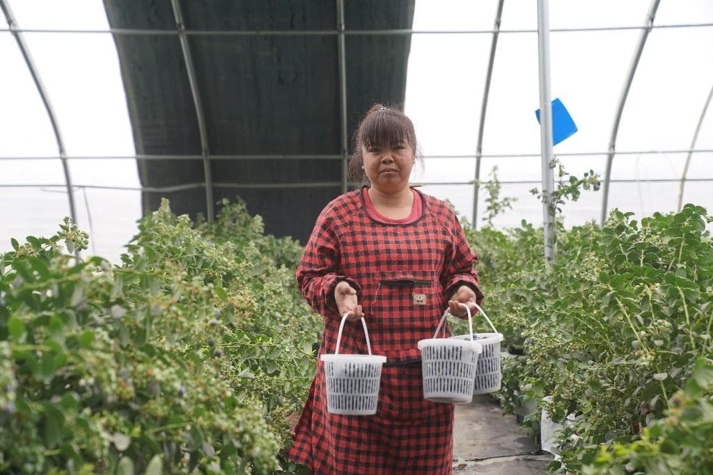 临潼：特色产业为乡村振兴注入新动力