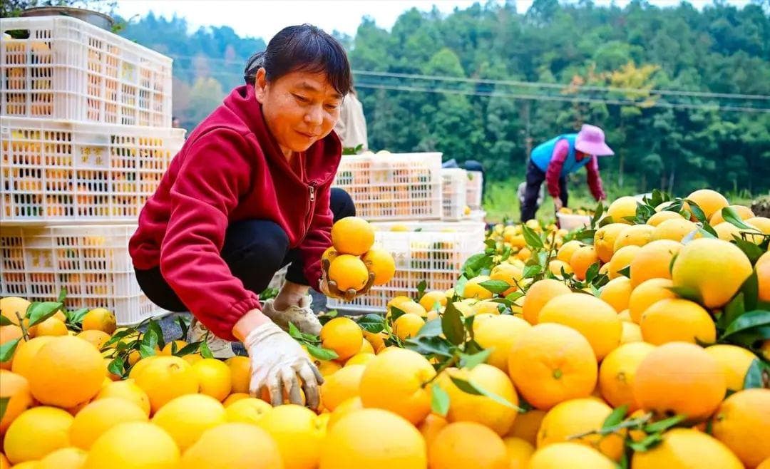 买脐橙，“脐小”和“脐大”哪个好？老果农：区别很大，搞懂再买