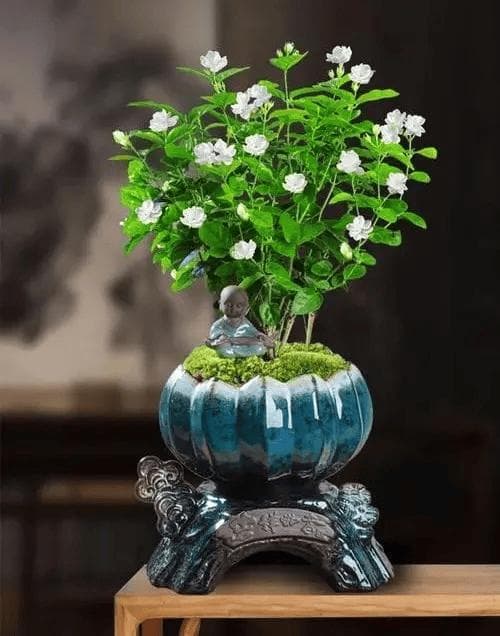 茉莉花用什么土养好？（附茉莉花的养殖方法和注意事项）