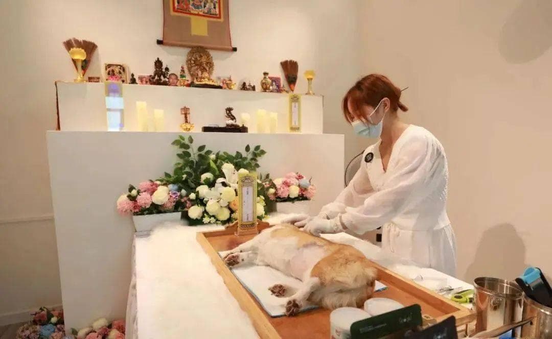 清明宠物殡葬服务火了，有人年入百万