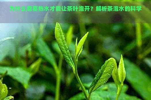 为什么需要热水才能让茶叶泡开？解析茶泡水的科学原理及影响因素