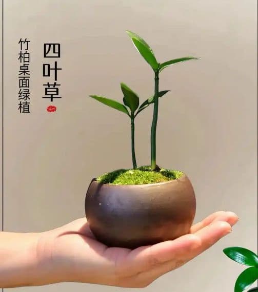 竹柏浇水频率与季节调节指南