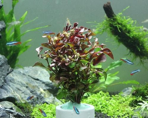 绿菊水草无根能否存活？（探究无根绿菊水草的栽种技巧和养护方法）