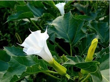 东莨菪碱：化学性质、药理作用与应用