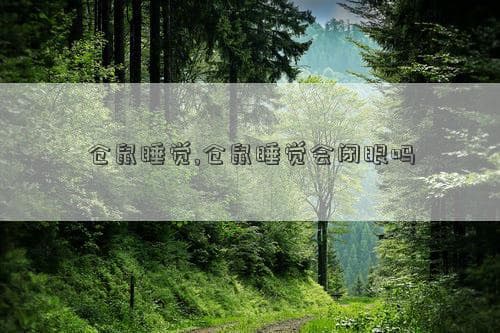 仓鼠睡觉会闭眼吗？揭秘仓鼠独特的睡眠习性