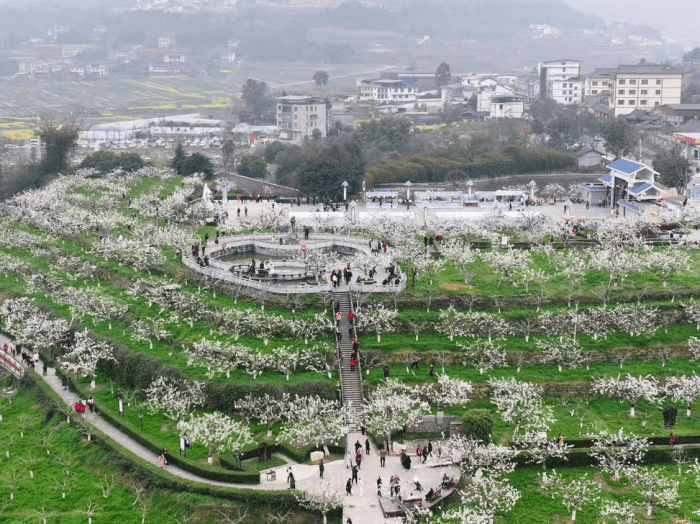 苍溪：一朵梨花“绽放”一条产业链