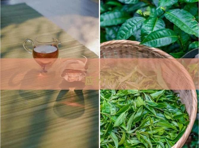 陈皮普洱茶与消化系统：饮用后的反应分析