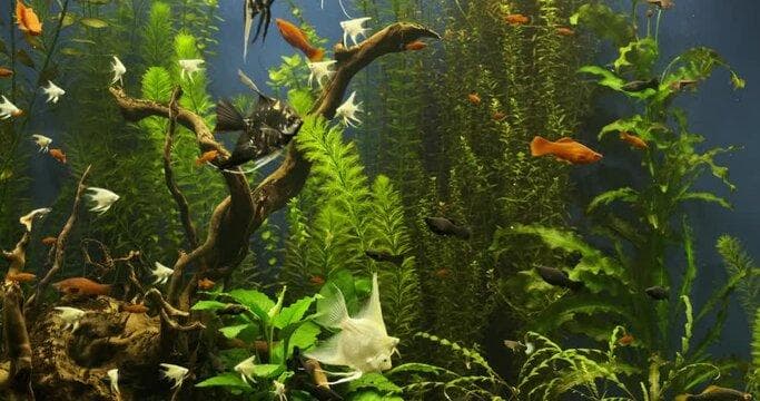 养鱼用什么水：如何选择与处理水质确保鱼类健康
