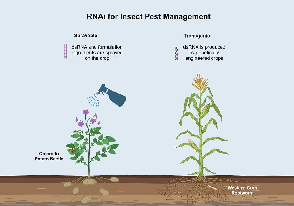 研究揭示RNA生物农药防控马铃薯害虫机遇与挑战