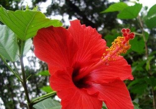 朱槿花花语的魅力（解读朱槿花的花语）