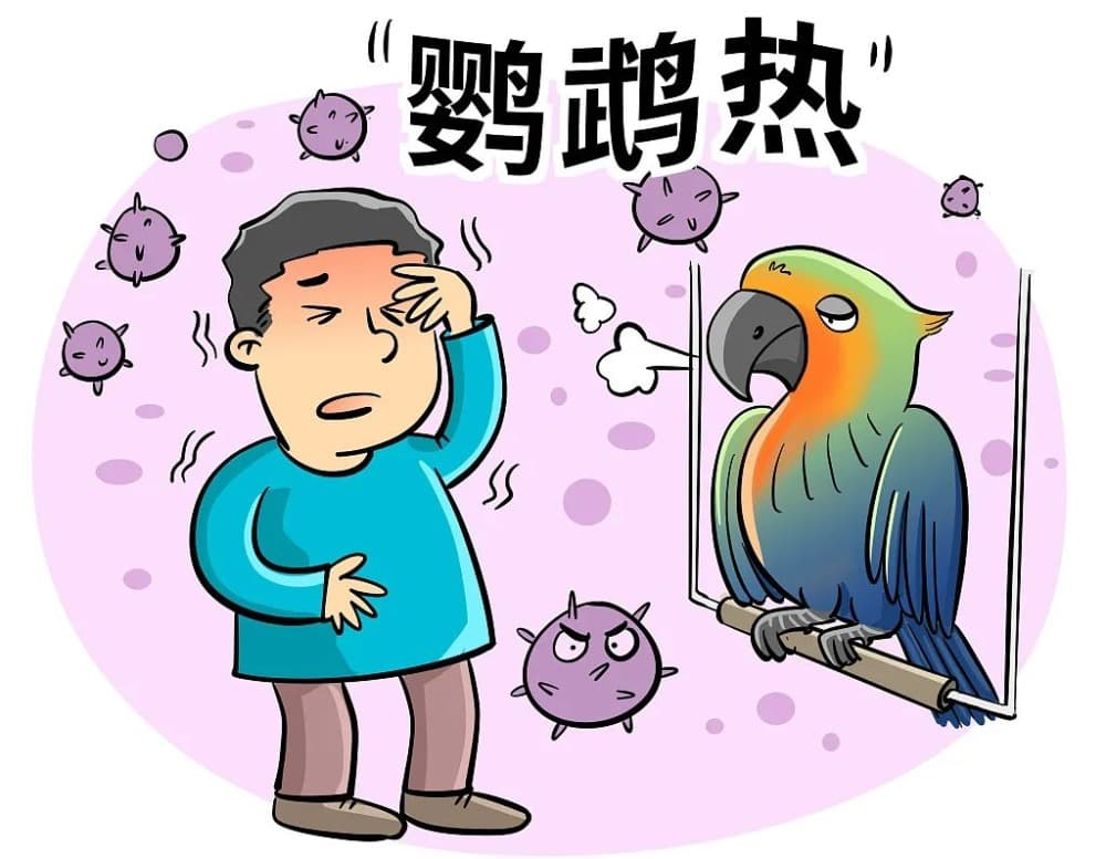 鹦鹉热科普：从传染源到预防措施全解析