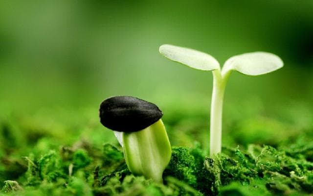 汉字植物：草本初生“甲乙、蒙蔽、萌芽”的不同状态汉字思维表述