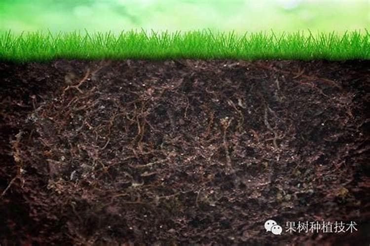 酸性土壤改造：迈向培肥增产的绿色未来