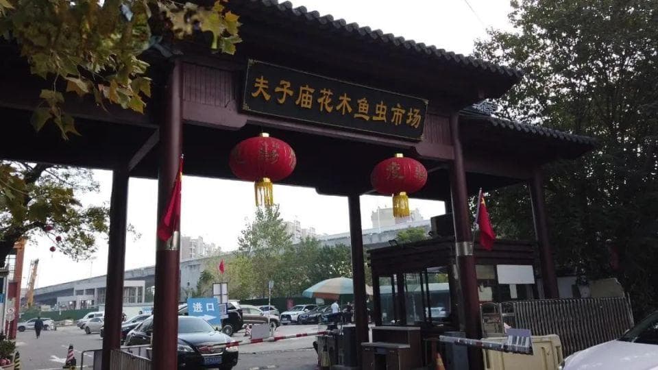 7种鹦鹉可合法购买饲养 非法养殖或触刑
