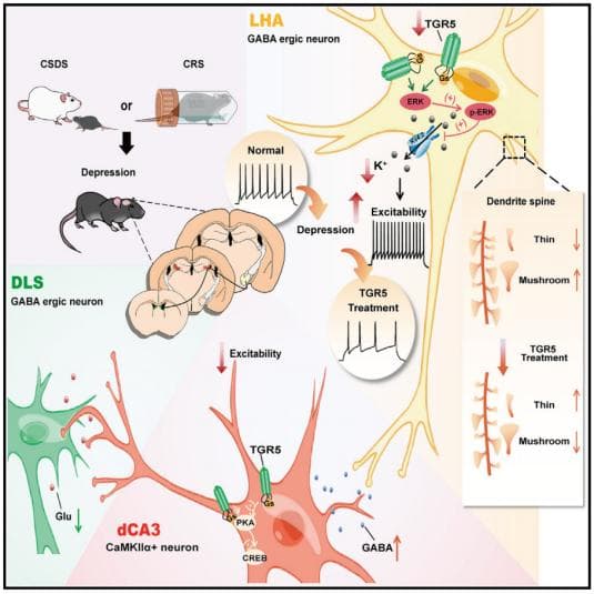 Neuron | 中国药科大学洪浩/唐苏苏等合作发现胆汁酸起抗抑郁的潜在分子机制