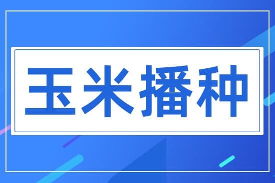 玉米什么时候播种？夏玉米播种时间安排！