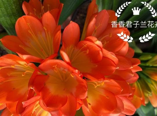 君子兰5月开花寓意何在？有什么特别含义？
