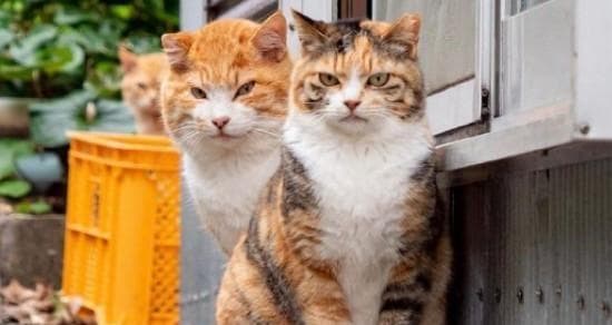 宠物饮食禁忌——猫狗不能吃什么食物