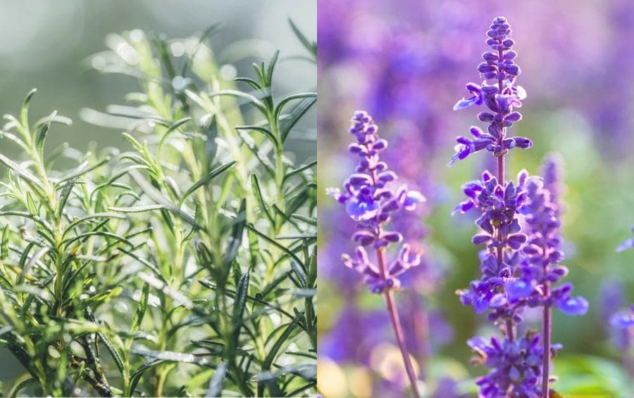 古龙水的前世今生：究竟谁是正牌鼻祖？