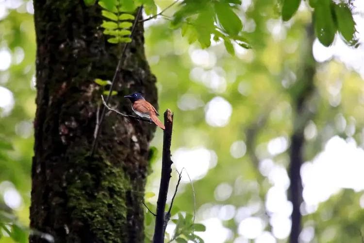 枫杨：一种兼具观赏、经济和生态价值的植物