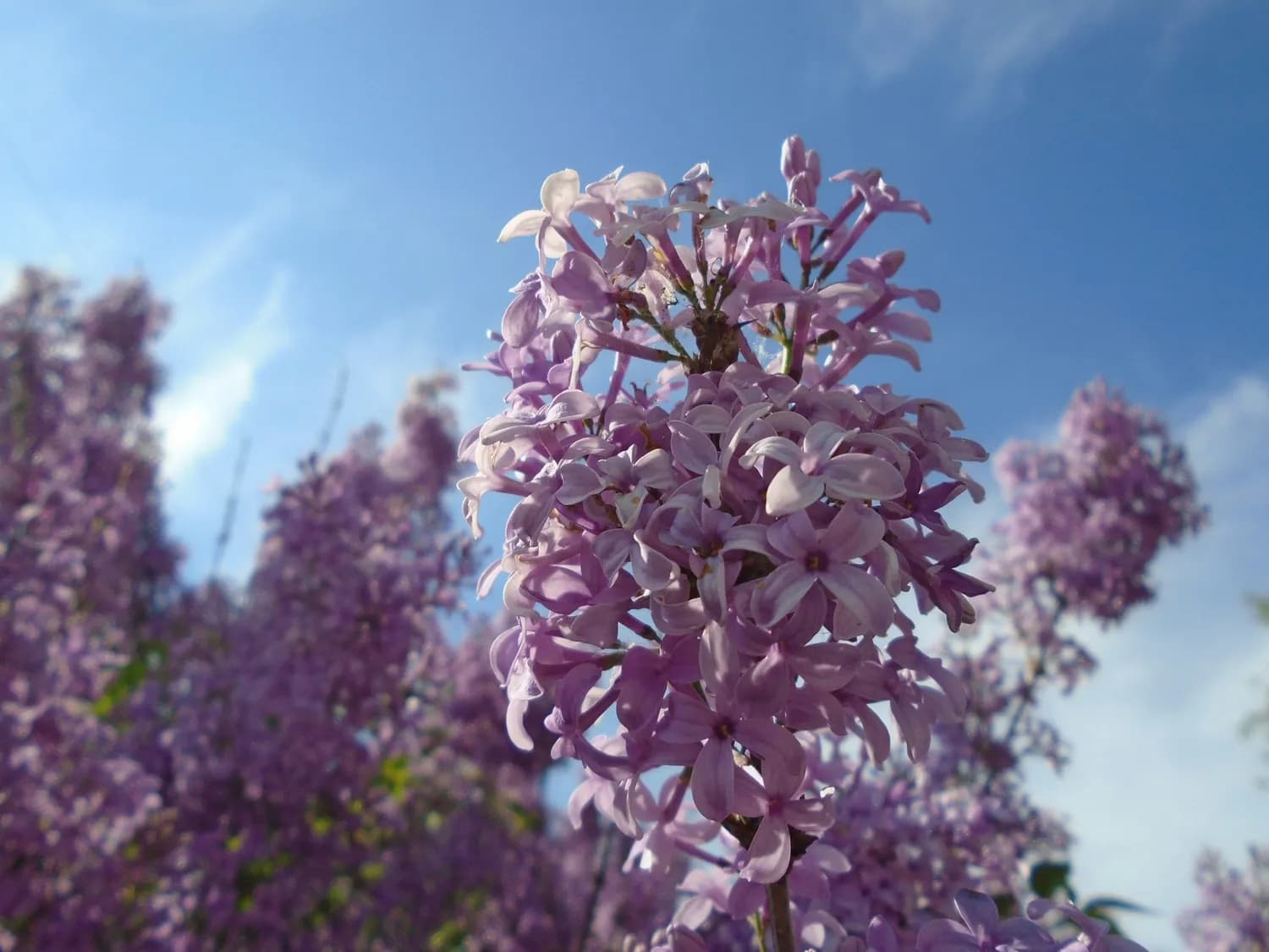 陆龟蒙《丁香》：一树繁花，满腹心事
