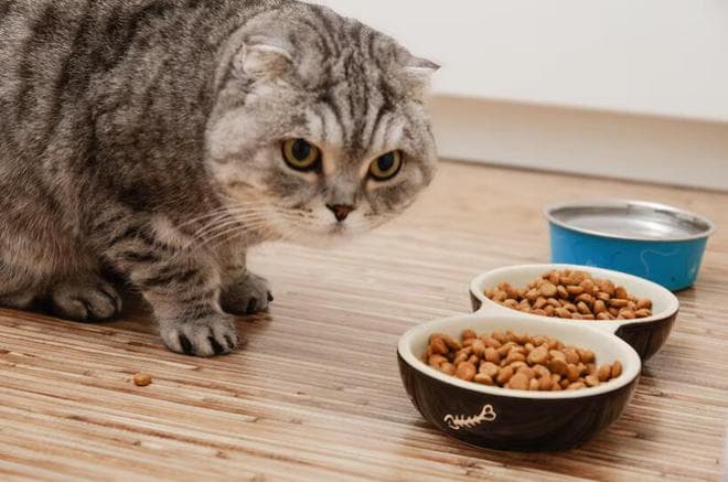 为什么猫粮品牌都在强调无谷配方？猫粮中是否应该含有谷物成分？