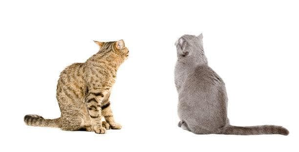 解读英国短毛猫的魅力：历史渊源、独特性格与养护指南