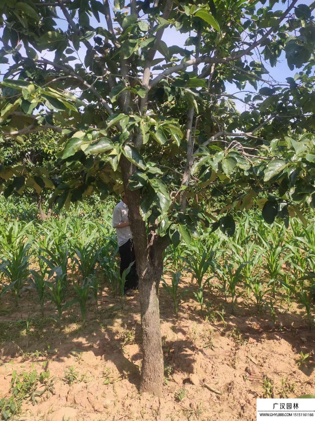柿子树种植技术全攻略