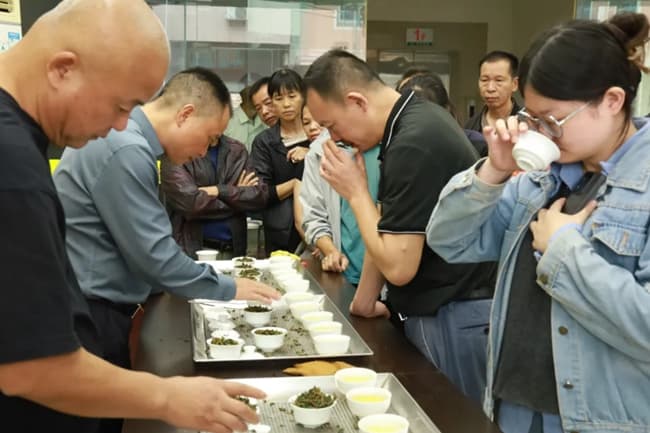 “远远就能闻到兰花香” 安溪铁观音秋茶抢“鲜”上市