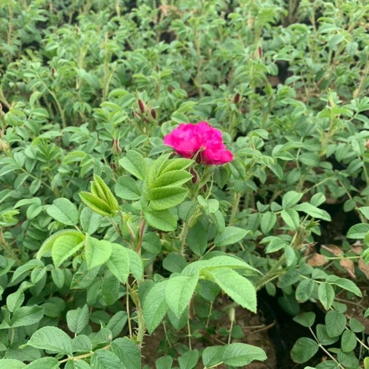枣阳市玫瑰海生态旅游景区：玫瑰花海中的休闲度假胜地