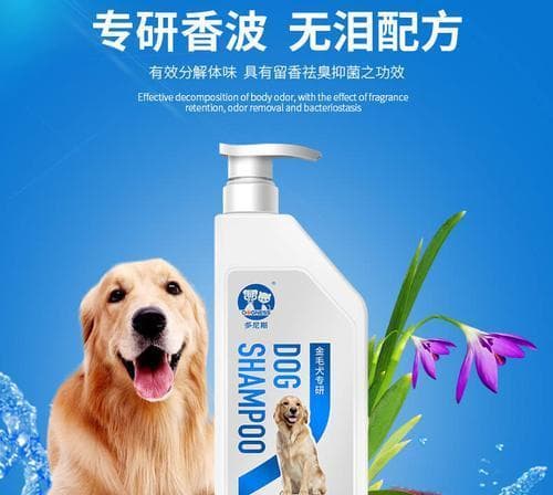 金毛体味大如何减轻？（有效方法帮助金毛减少体味）
