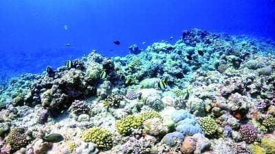 最新调查：黄岩岛海域环境质量优良，珊瑚覆盖率28.6%
