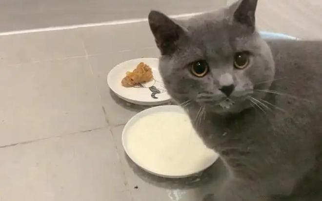 铲屎官注意：猫咪这些东西不建议吃！