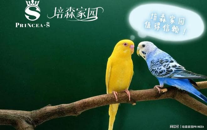 鹦鹉总是乱叫该怎么办呢？