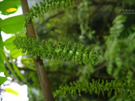 胡桃科植物详解