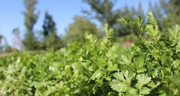 北方香菜种植全攻略：从选种到收获的实用指南